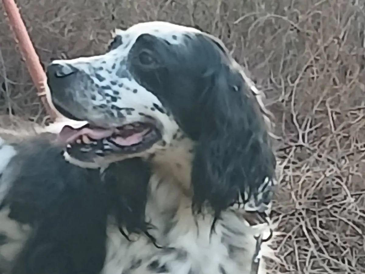 Adotta un cane, maschio, 7 anni e 8 mesi, Milano