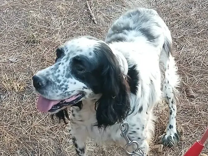 Adozione cane, maschio, Setter Inglese Razza sconosciuta, 7 anni e 8 mesi, taglia media, Milano