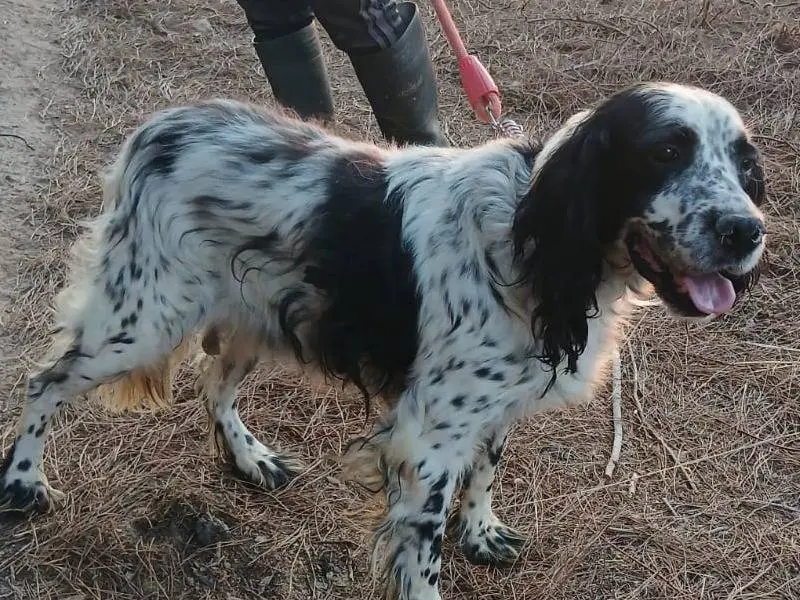 Adotta un cane, taglia media, maschio, Milano