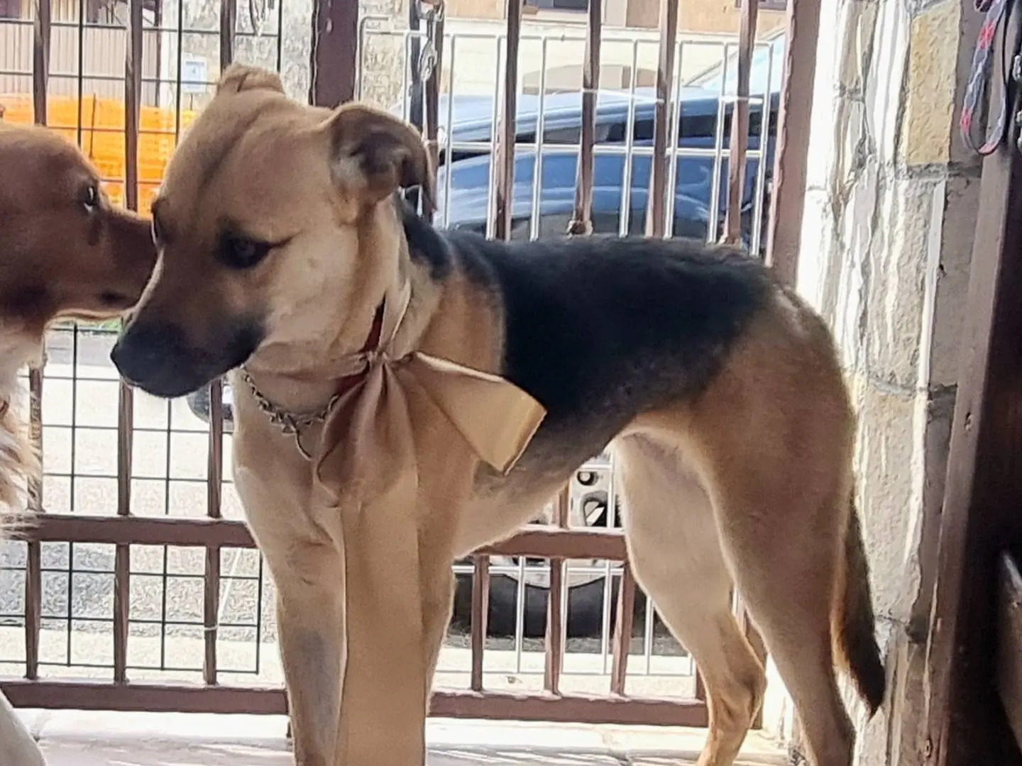 Vuoi adottare un cane a Taranto?