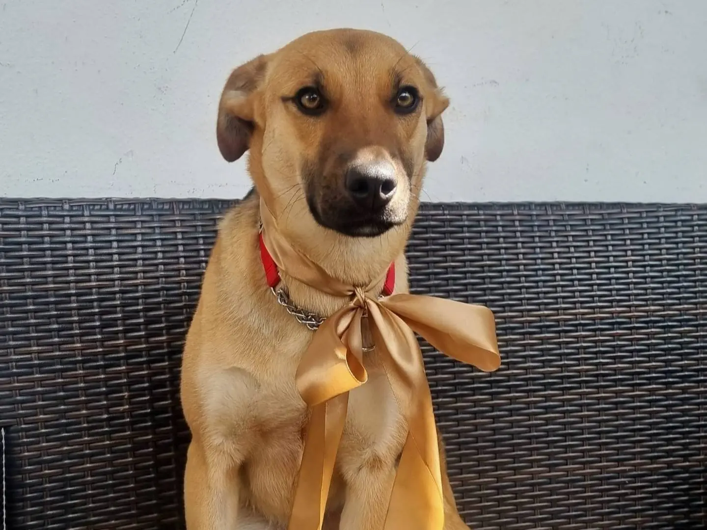 Adotta un cane, femmina, 1 anno e 3 mesi, Taranto