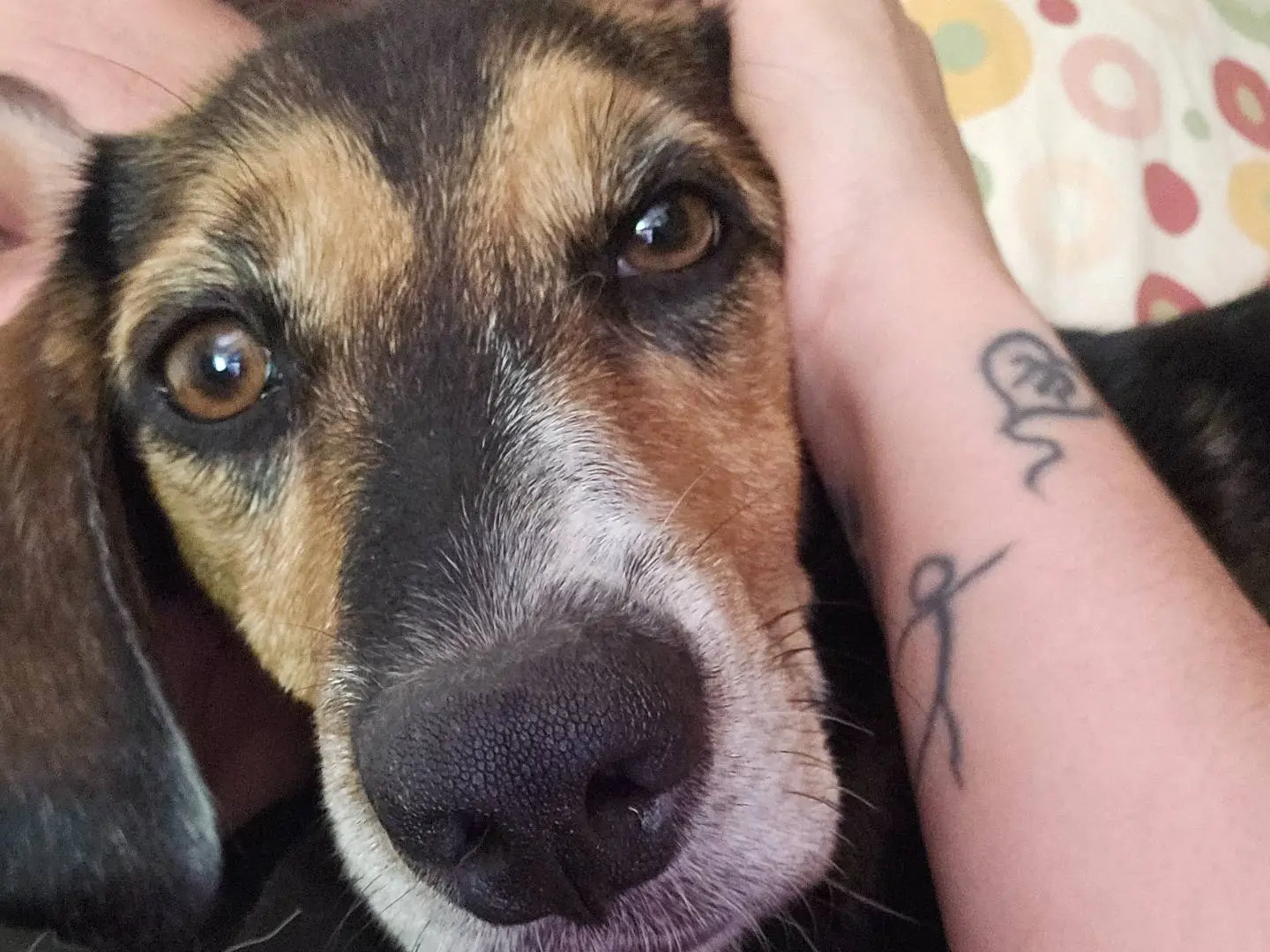 Adotta un cane, maschio, 3 anni, Roma