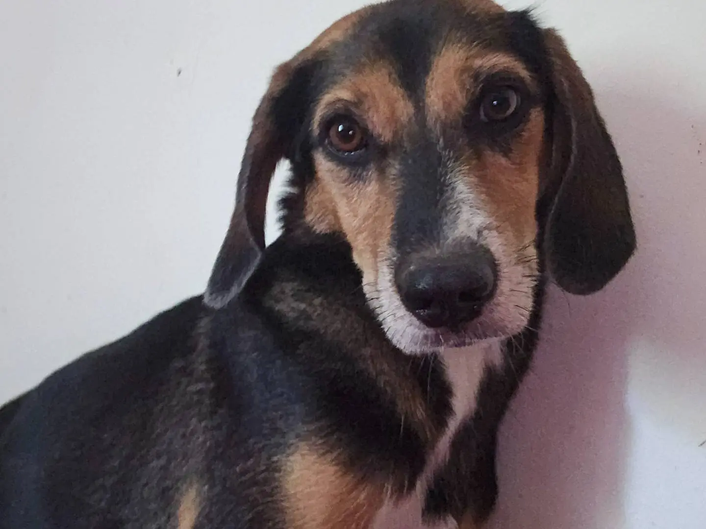 Adozione cane, maschio, Segugio Razza sconosciuta, 3 anni, taglia piccola, Roma