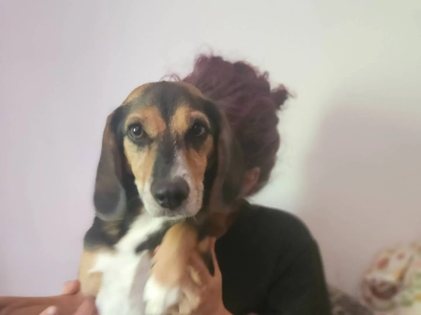 Adotta un cane, taglia piccola, maschio, Roma