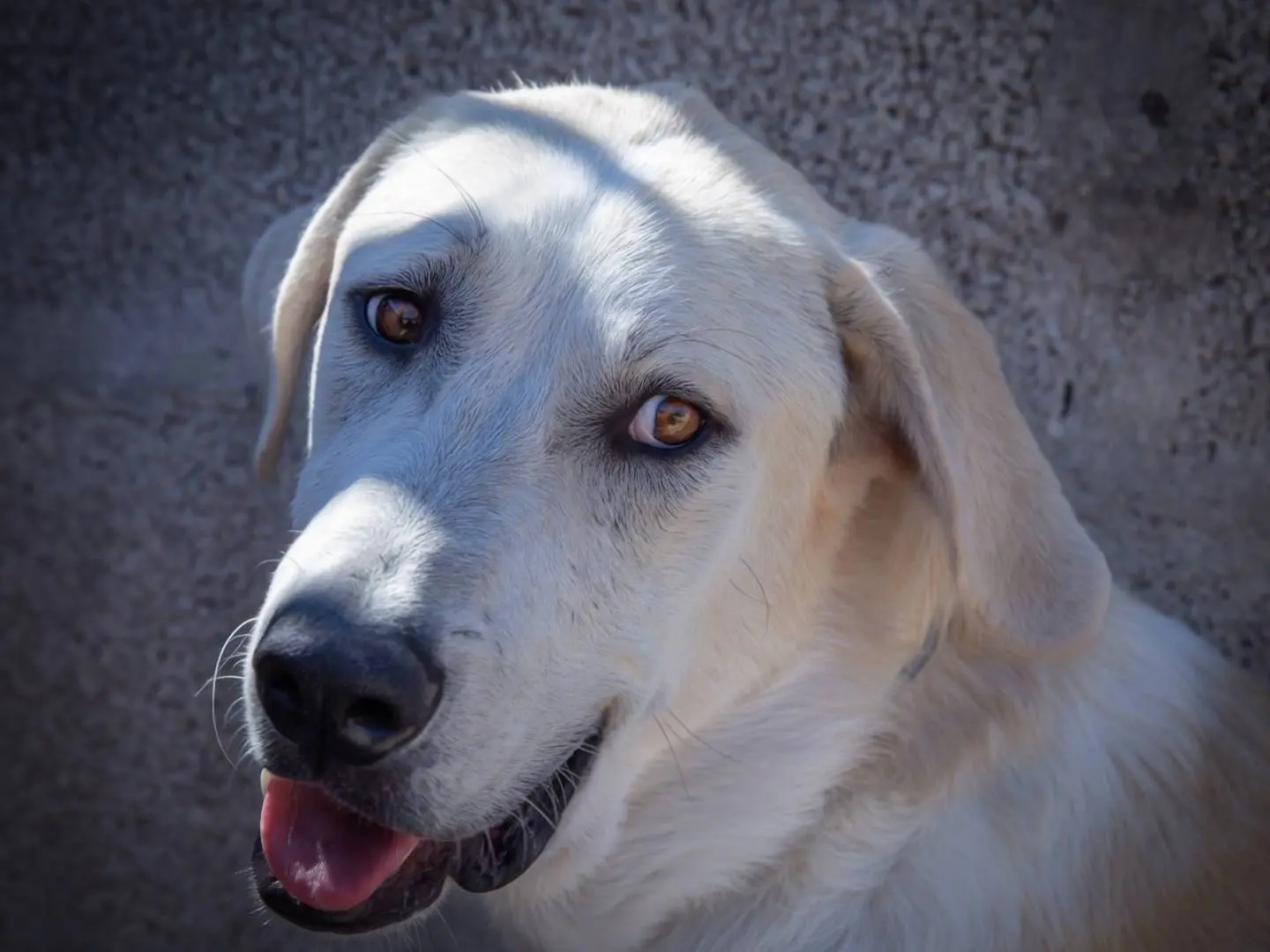 Adozione cane, maschio, Razza sconosciuta Razza sconosciuta, 2 anni, taglia gigante, Bari
