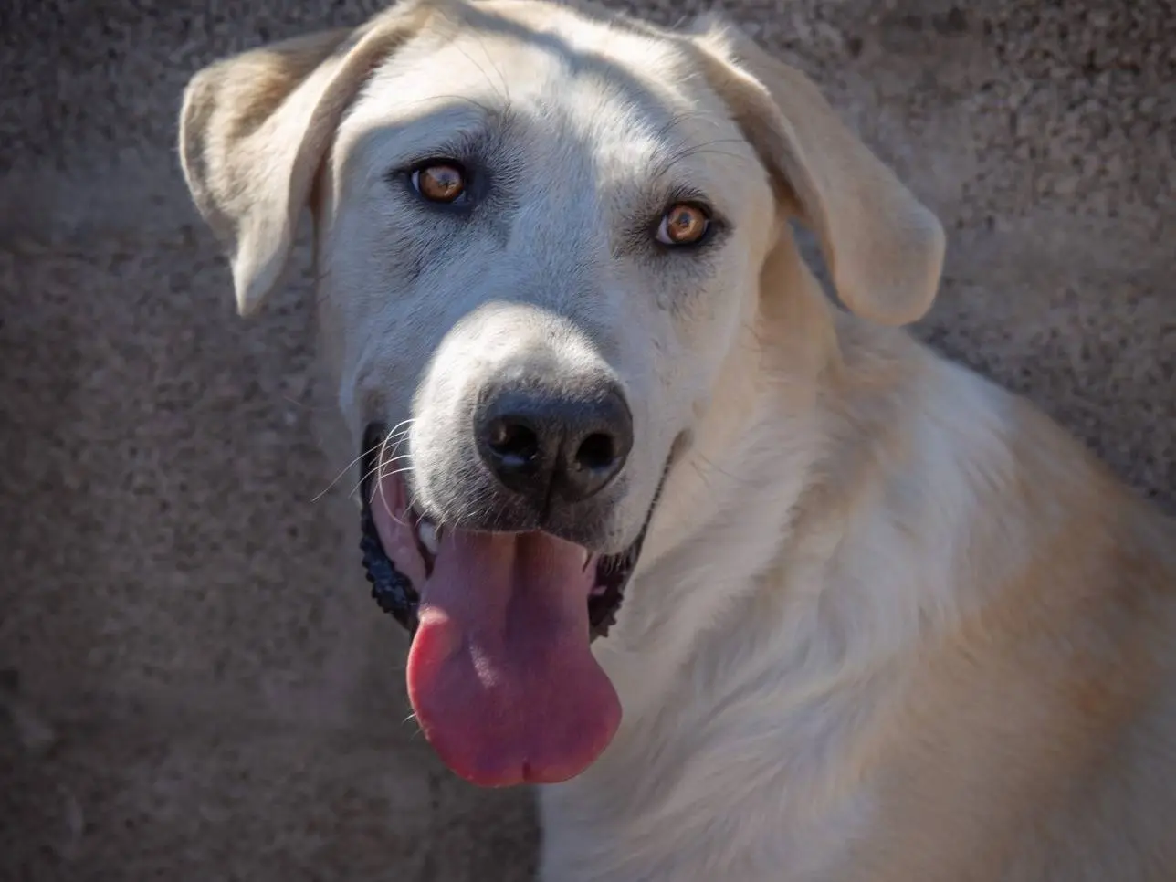 Adotta un cane, maschio, 2 anni, Bari