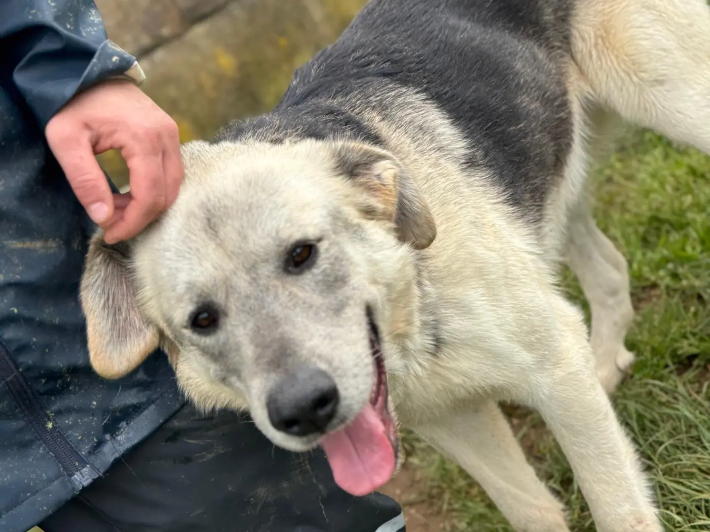 Adozione cane, maschio, Razza sconosciuta Razza sconosciuta, 5 anni e 8 mesi, taglia media, Frosinone