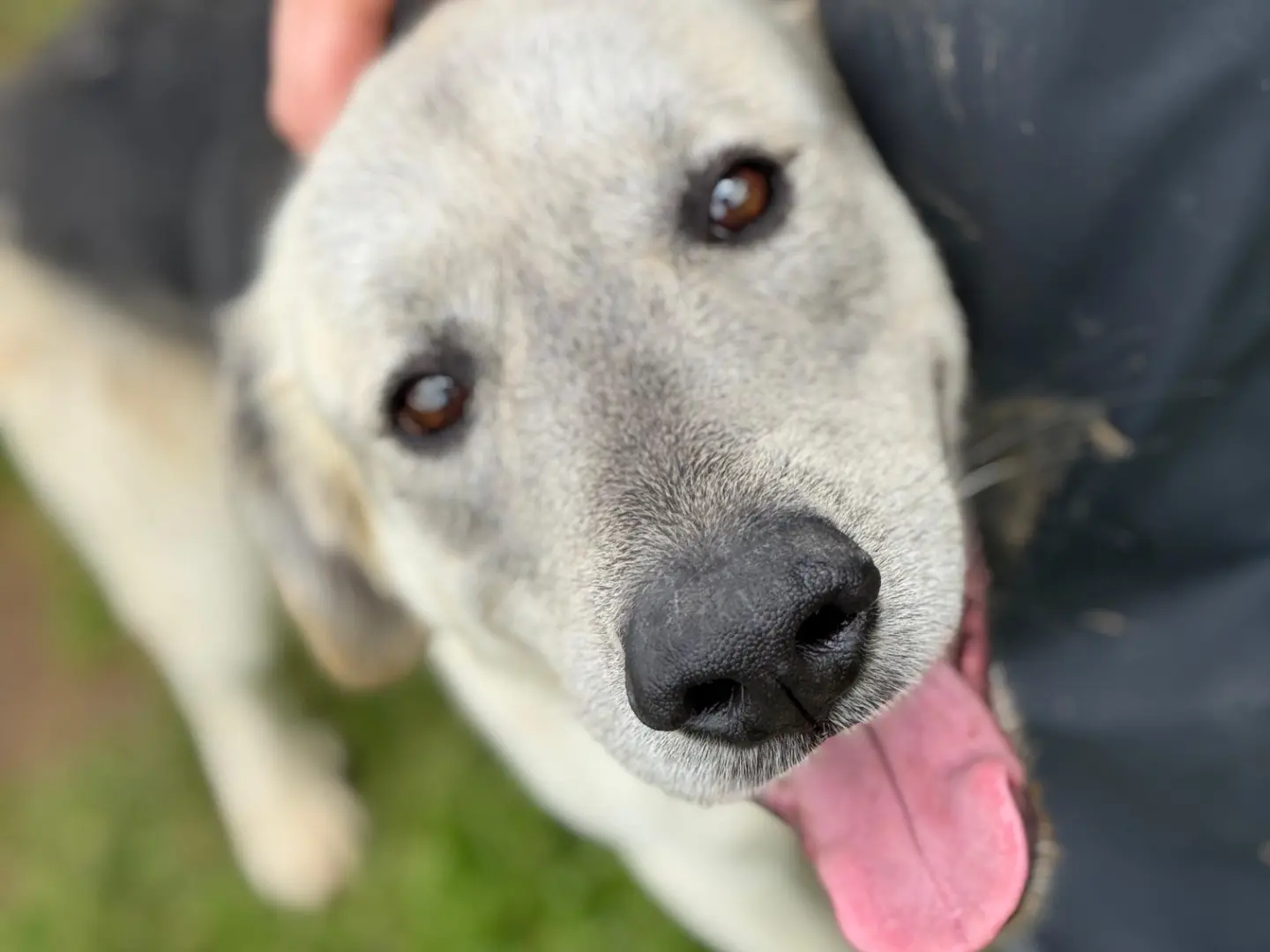 Adotta un cane, maschio, 5 anni e 8 mesi, Frosinone