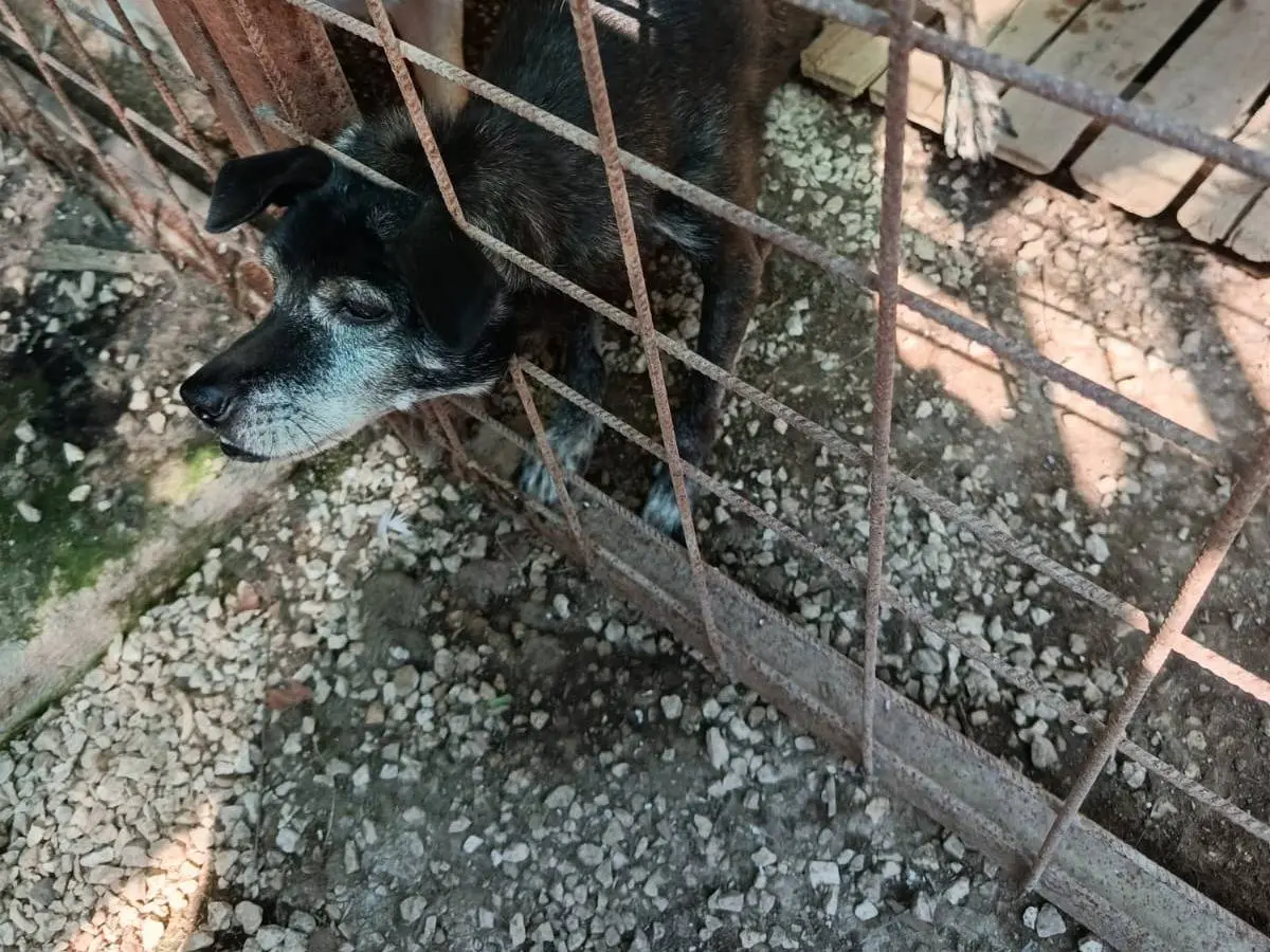 Foto 2 dell'animale