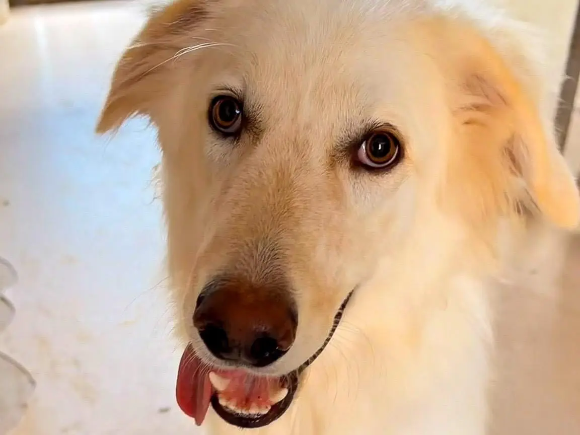 Adozione cane, maschio, Razza sconosciuta Razza sconosciuta, 9 mesi, taglia media, Crotone
