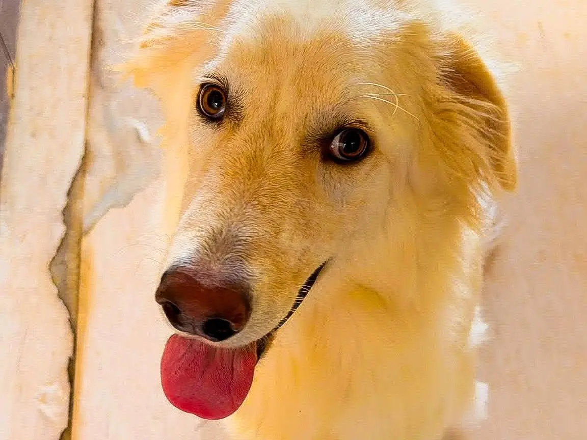 Adotta il cane Eros  a Crotone