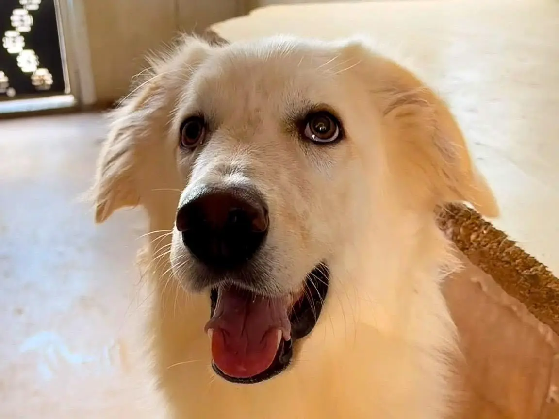 Vuoi adottare un cane a Crotone?