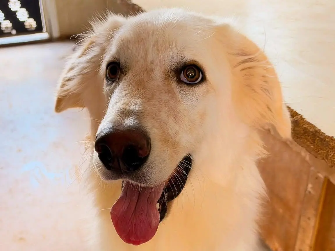 Adotta un cane, taglia media, maschio, Crotone