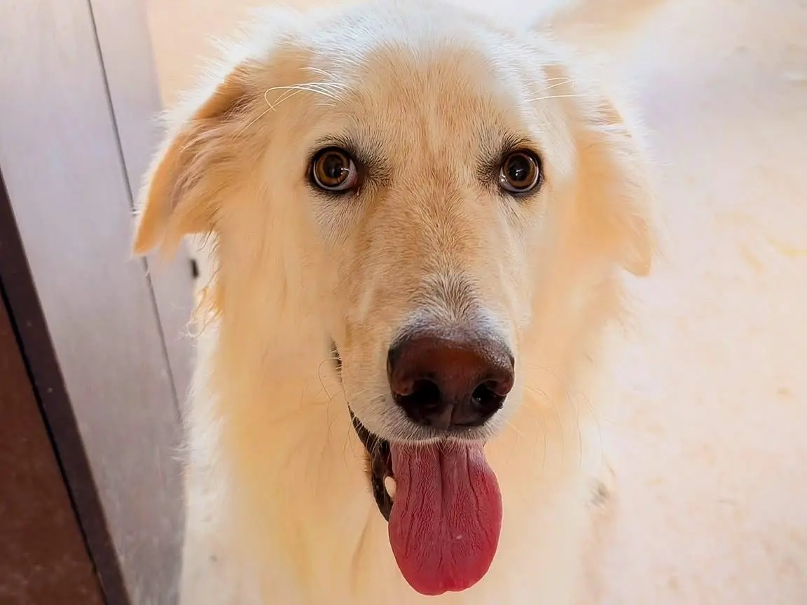 Adotta un cane, maschio, 9 mesi, Crotone