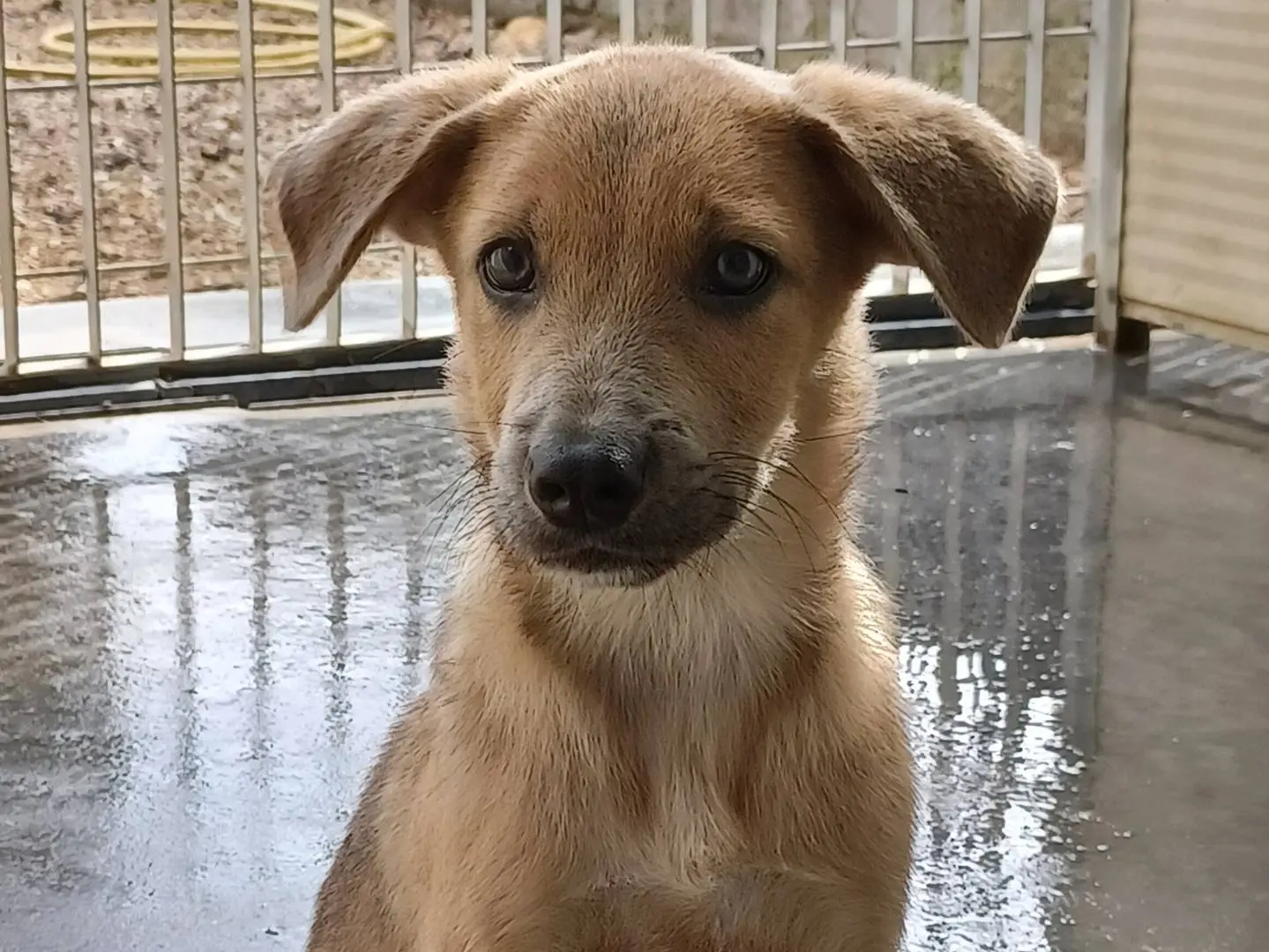 Adotta un cane, taglia media, maschio, Firenze