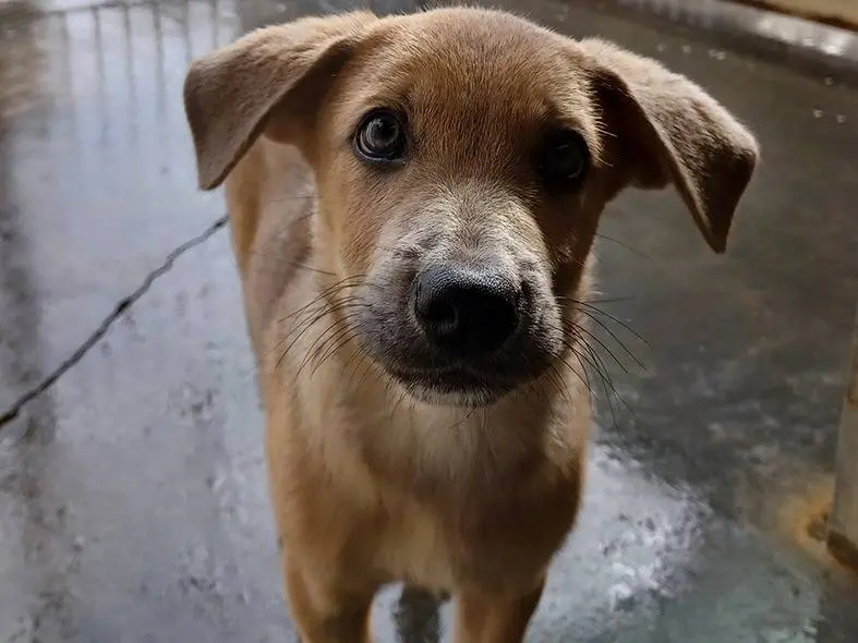 Vuoi adottare un cane a Firenze?