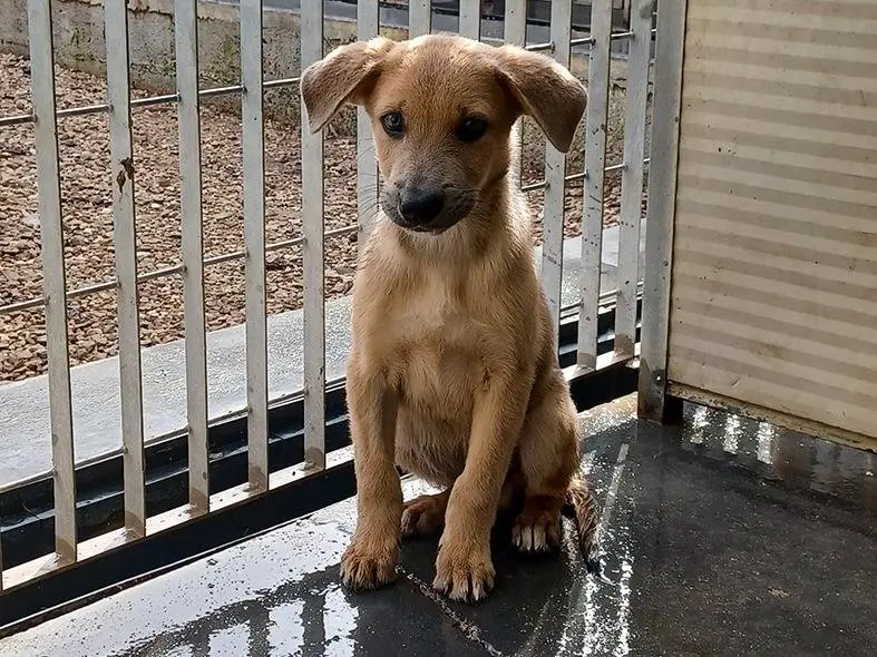 Adotta il cane Paride a Firenze