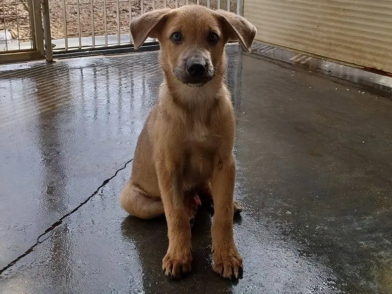 Adozione cane, maschio, Razza sconosciuta Razza sconosciuta, 3 mesi, taglia media, Firenze