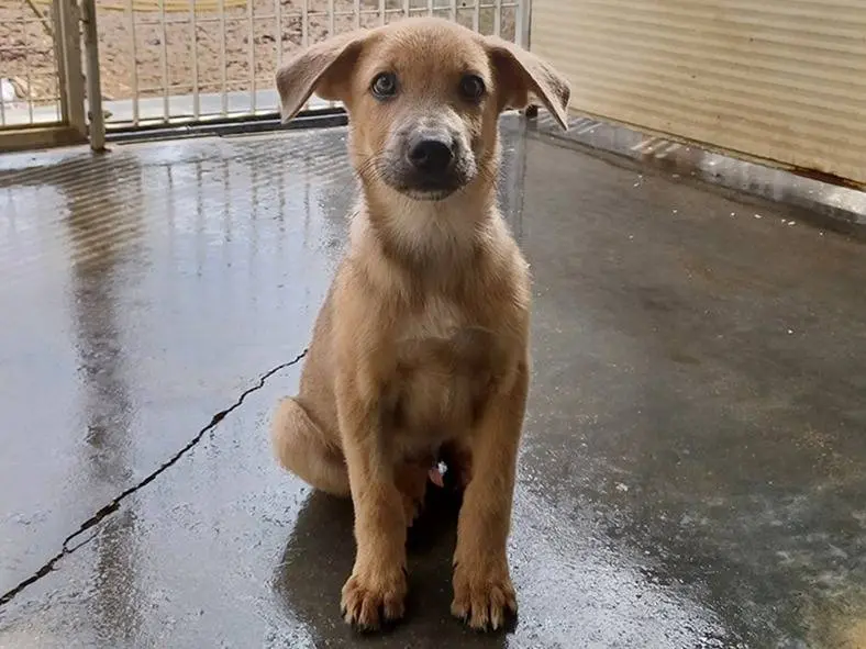 Adotta un cane, maschio, 3 mesi, Firenze