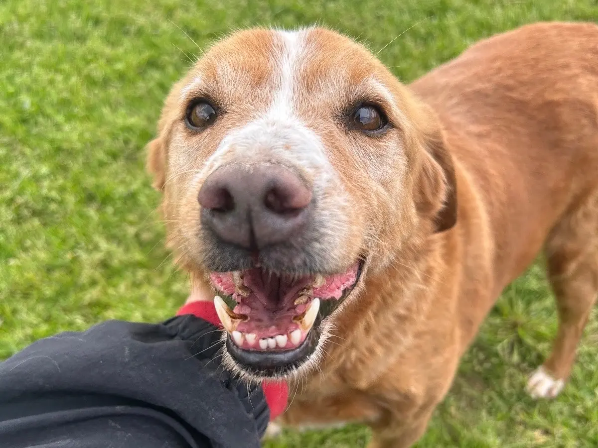 Adozione cane, maschio, Razza sconosciuta Razza sconosciuta, 12 anni e 3 mesi, taglia media contenuta, Latina