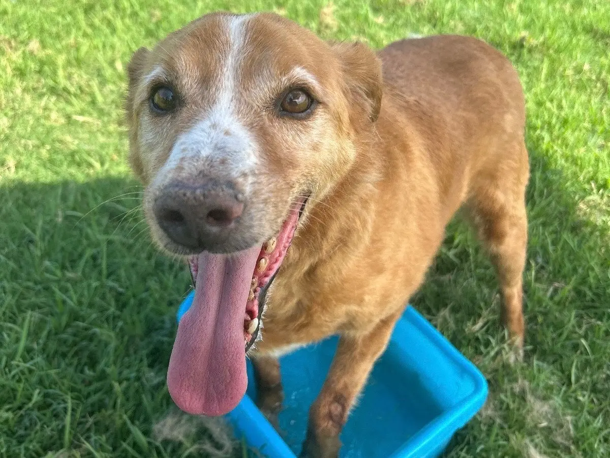 Adotta il cane Oscar a Latina