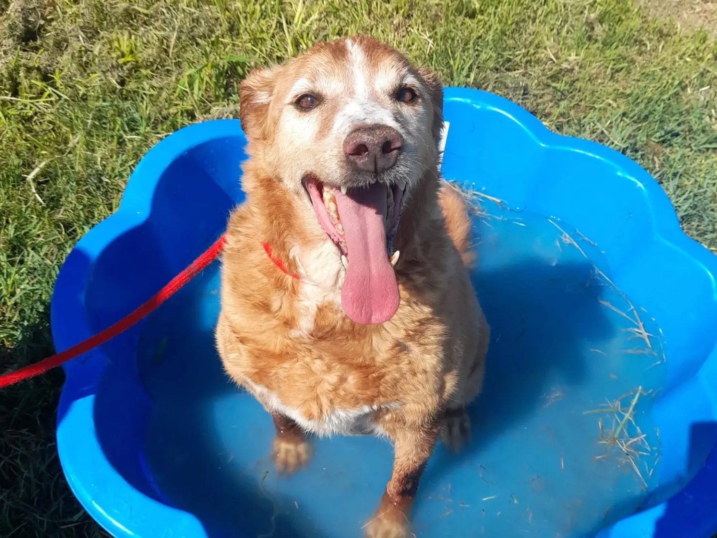 Adotta un cane, maschio, 12 anni e 3 mesi, Latina