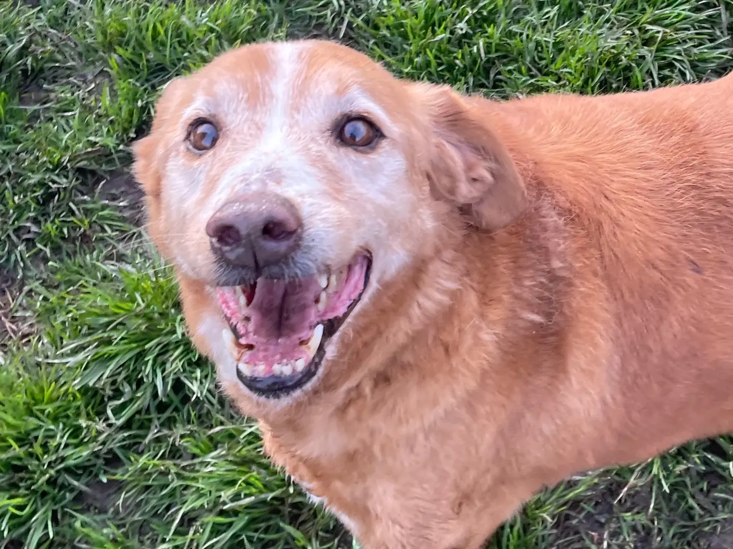 Adotta un cane, taglia media contenuta, maschio, Latina