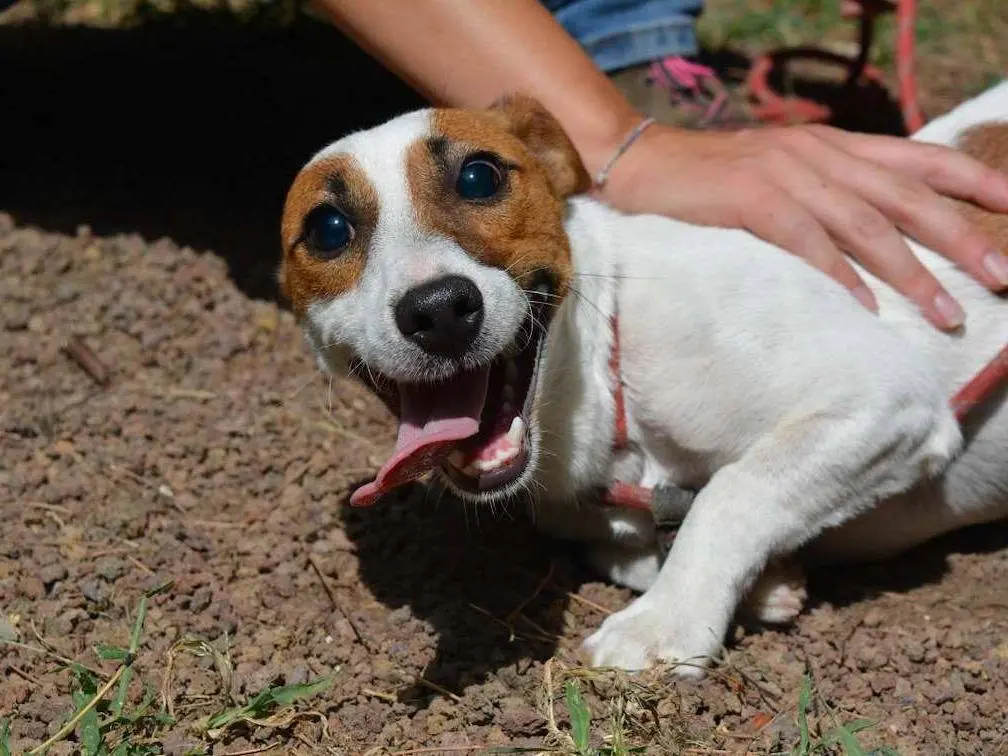 Adotta il cane ZIGGY a Roma
