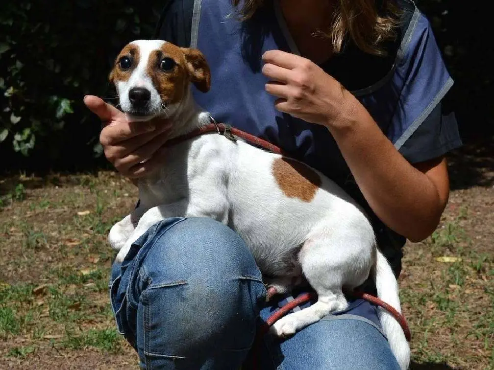 Vuoi adottare un cane a Roma?