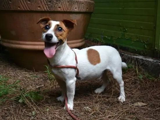Adotta un cane, taglia piccola, maschio, Roma