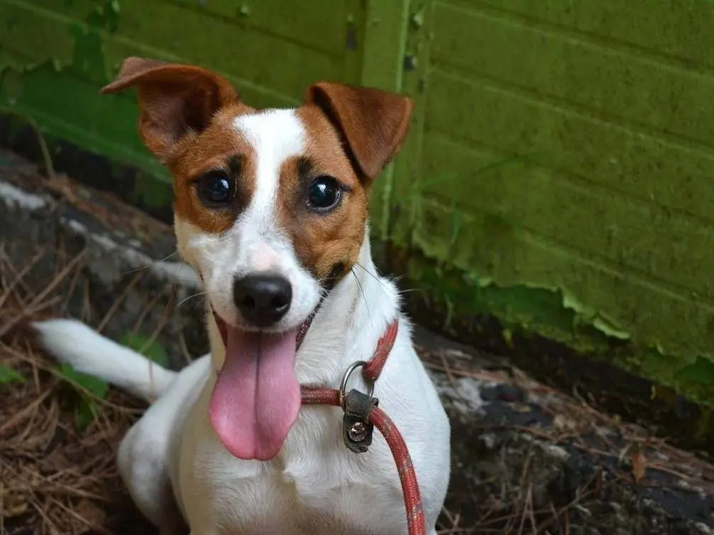 Adozione cane, maschio, Jack Russell Terrier Razza sconosciuta, 2 anni e 3 mesi, taglia piccola, Roma