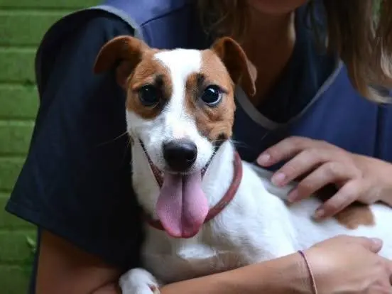 Adotta un cane, maschio, 2 anni e 3 mesi, Roma