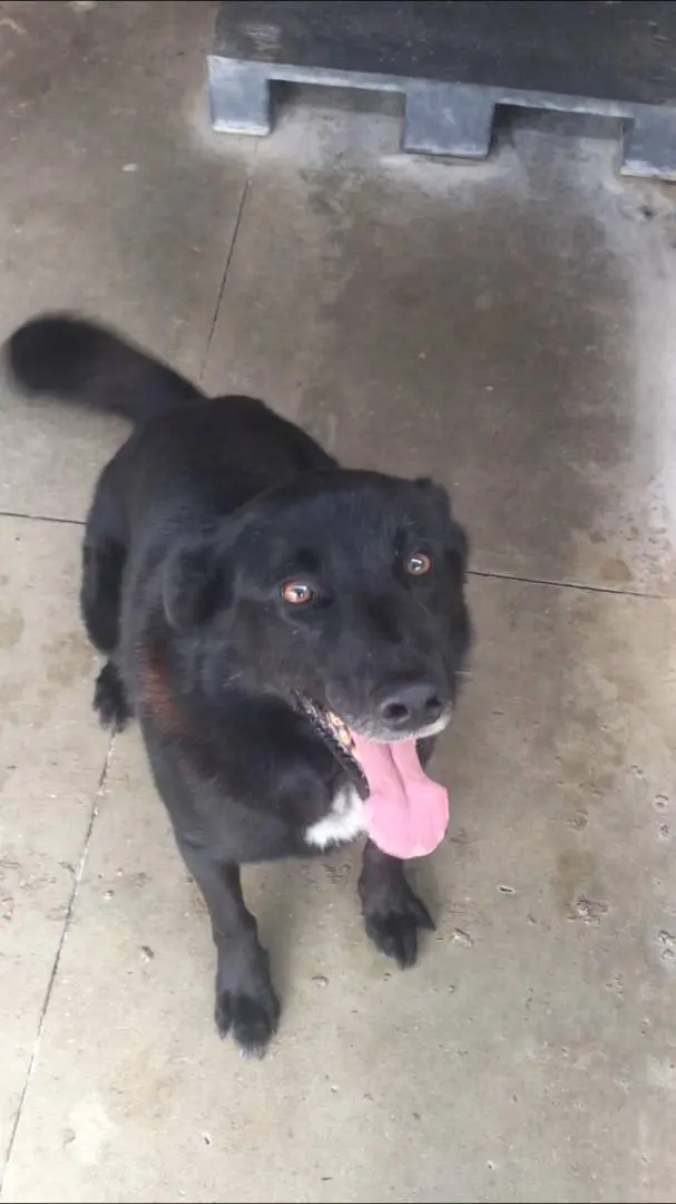 Adotta il cane RUFIO a Viterbo