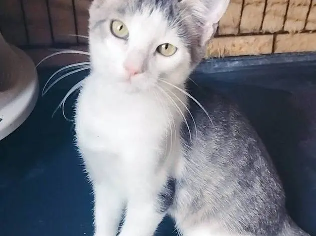Vuoi adottare un gatto a Palermo?