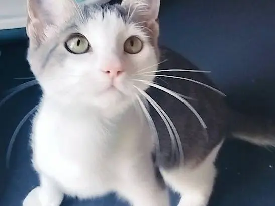 Adotta un gatto, maschio, 1 anno e 3 mesi, Palermo