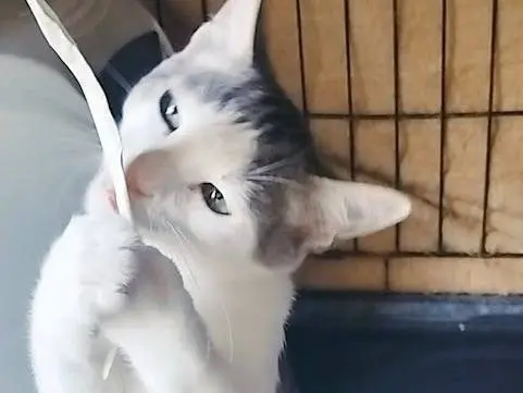 Adotta un gatto, taglia non valida, maschio, Palermo