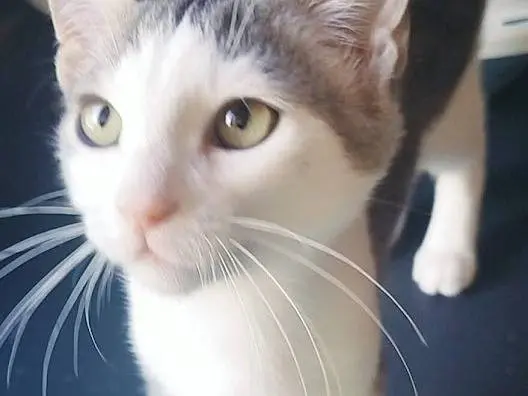Adozione gatto, maschio, Razza sconosciuta Razza sconosciuta, 1 anno e 3 mesi, taglia non valida, Palermo