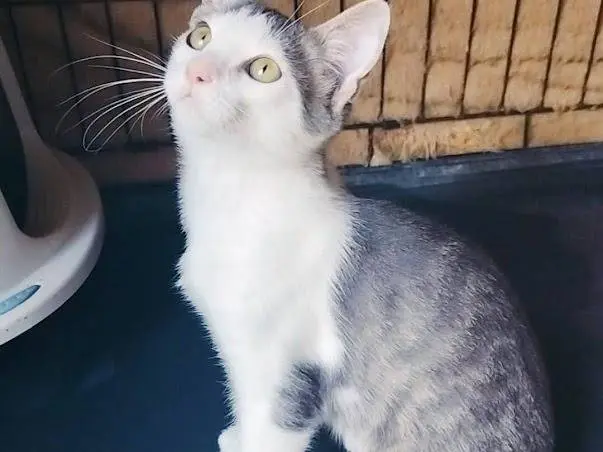 Adotta il gatto LUI a Palermo