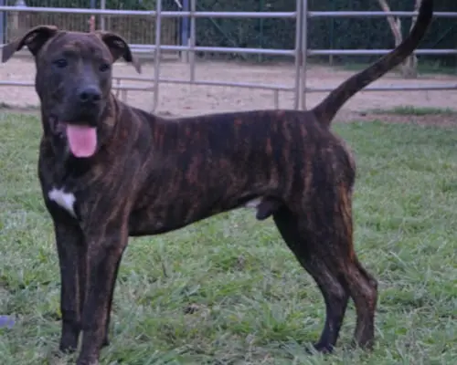 Vuoi adottare un cane a Bergamo?