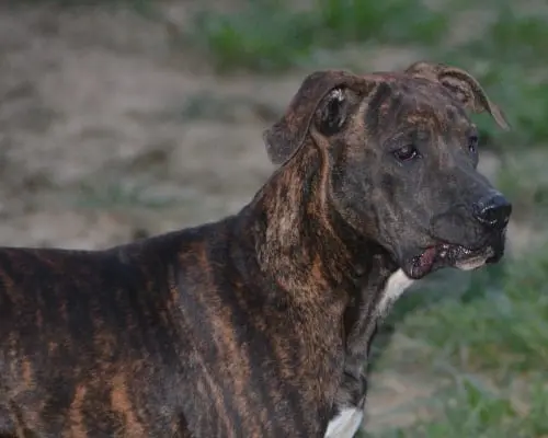 Adotta un cane, maschio, 6 anni e 9 mesi, Bergamo