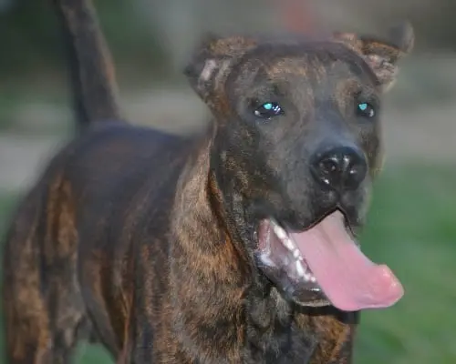 Adozione cane, maschio, Corso, 6 anni e 9 mesi, taglia grande, Bergamo