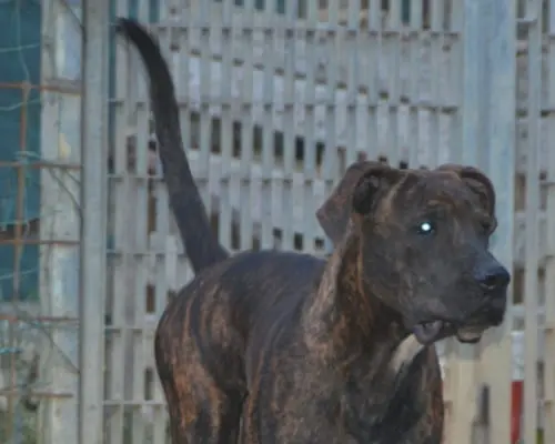 Adotta un cane, taglia grande, maschio, Bergamo
