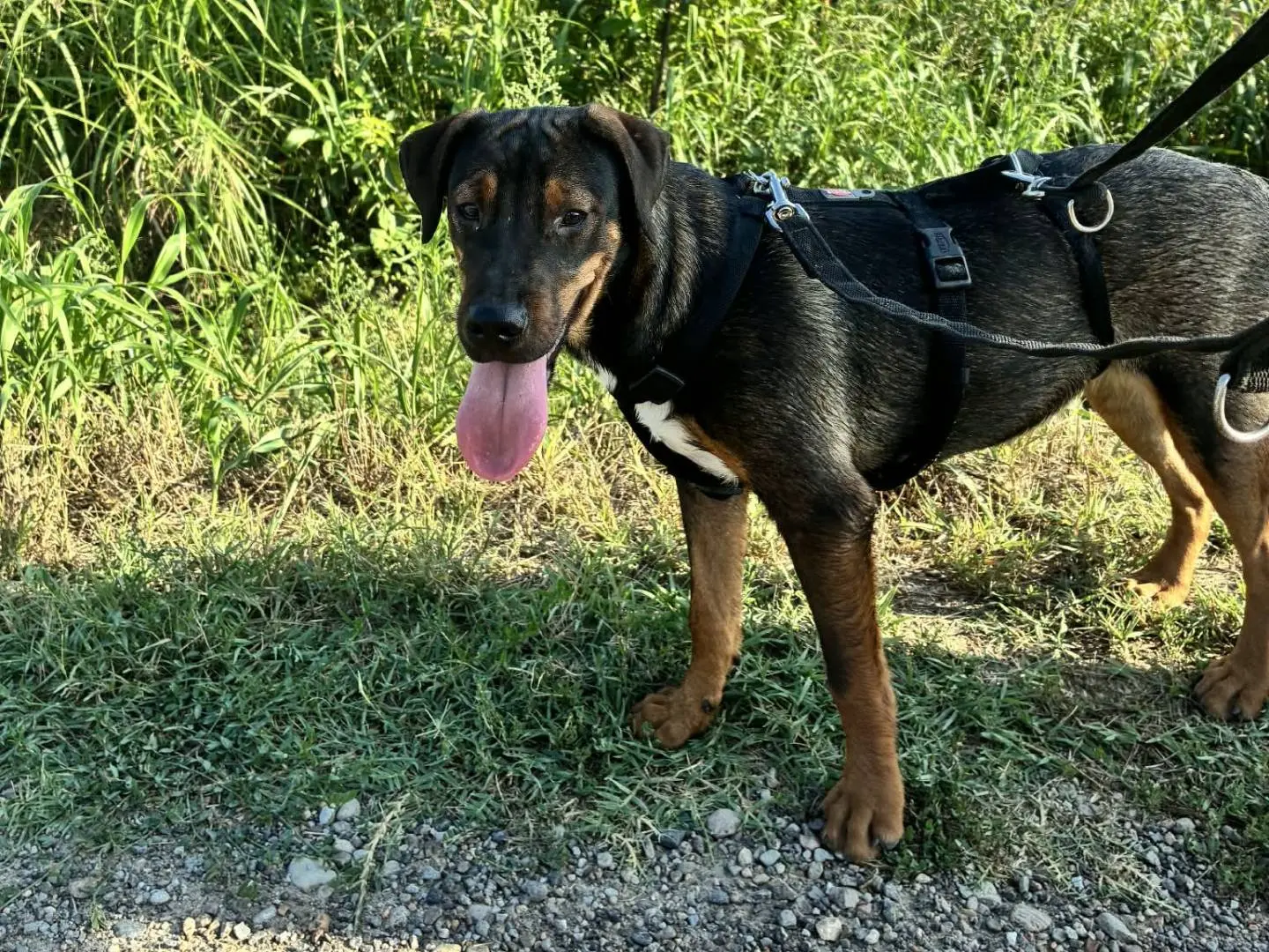 Adotta un cane, taglia media contenuta, femmina, Reggio