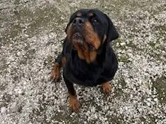 Adozione cane, femmina, Rottweiler Razza sconosciuta, 9 anni e 10 mesi, taglia grande, Napoli