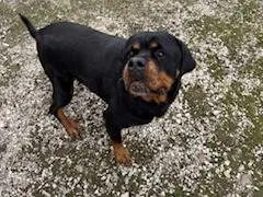 Adotta un cane, femmina, 9 anni e 10 mesi, Napoli