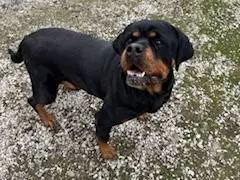 Adotta un cane, taglia grande, femmina, Napoli