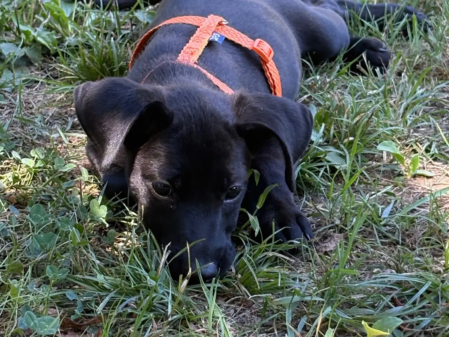 Foto 3 dell'animale