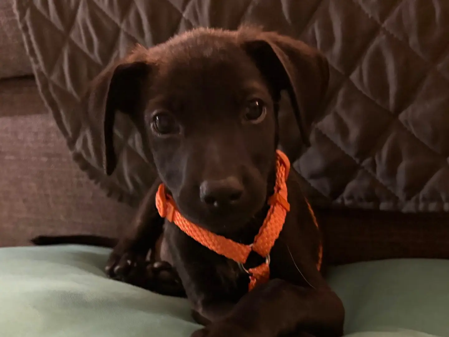 Vuoi adottare un cane a Pistoia?