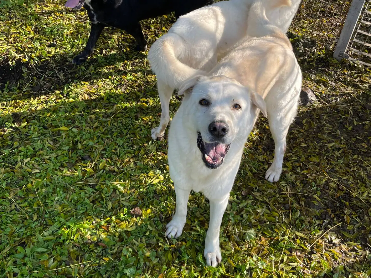 Adozione cane, femmina, Razza sconosciuta Razza sconosciuta, 5 anni e 8 mesi, taglia grande, Latina