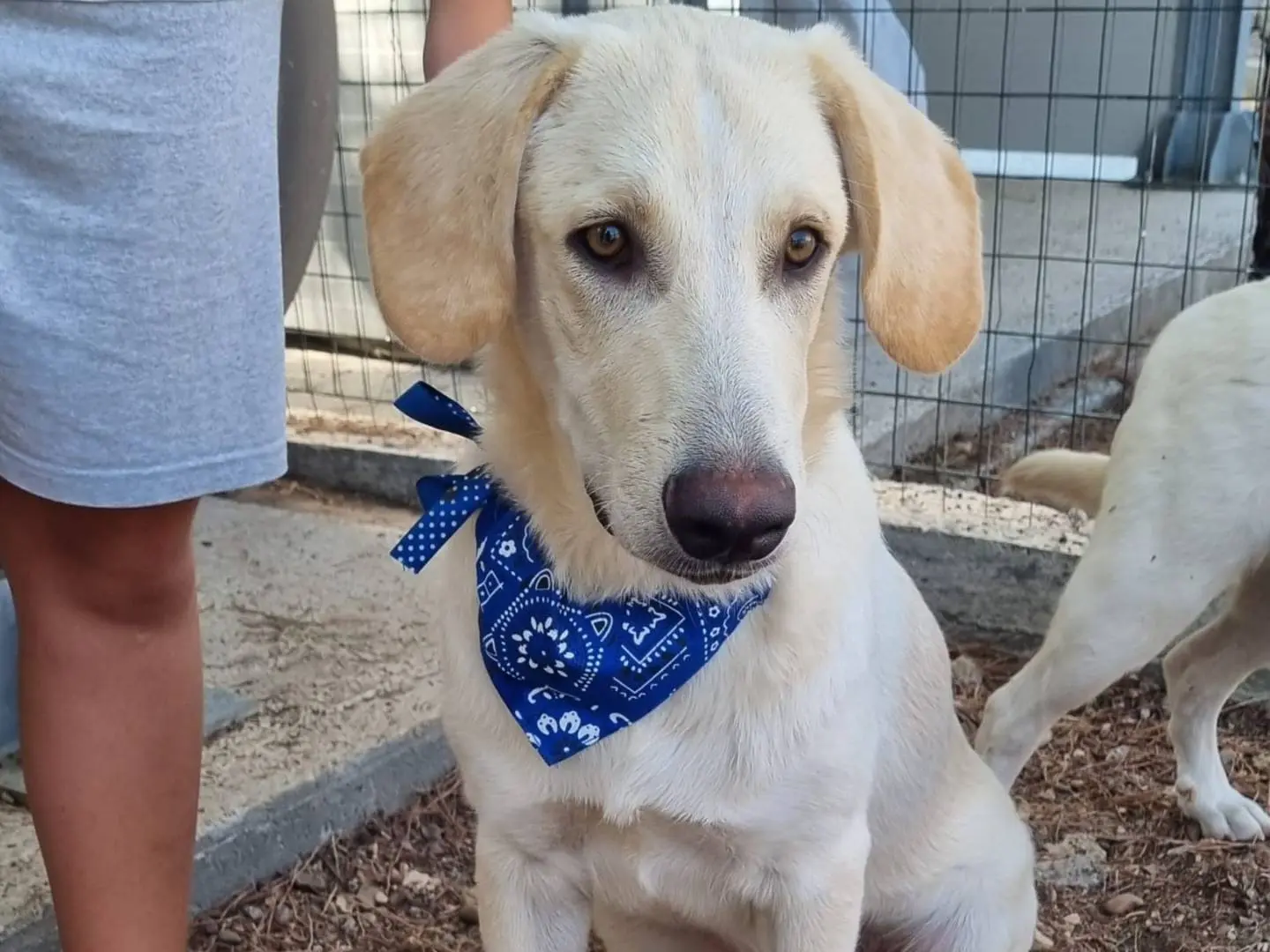 Adotta un cane, maschio, 1 anno e 7 mesi, Taranto